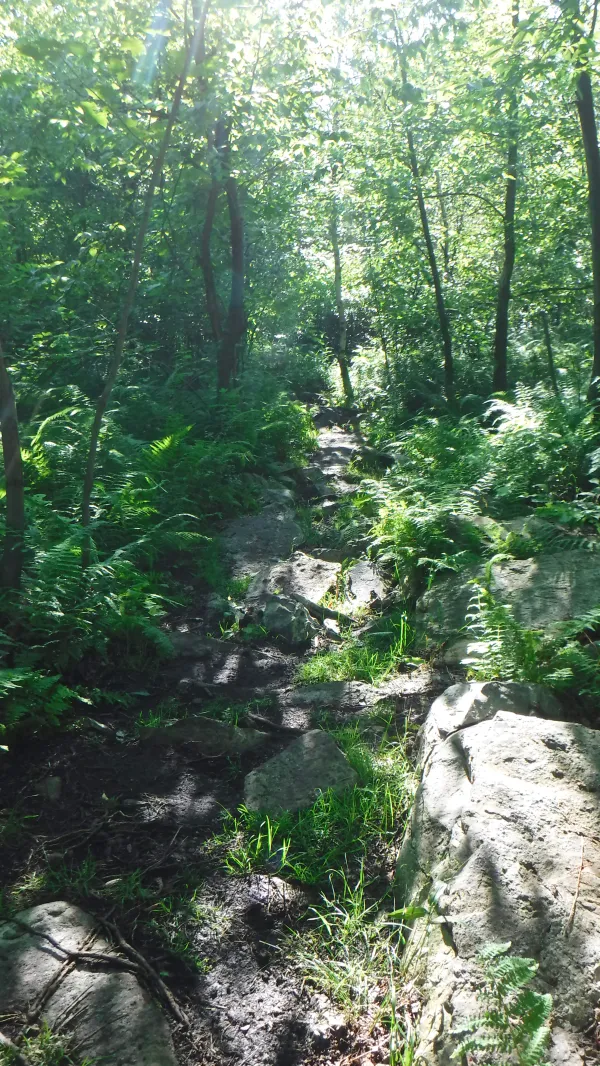 Rocky, weedy trail