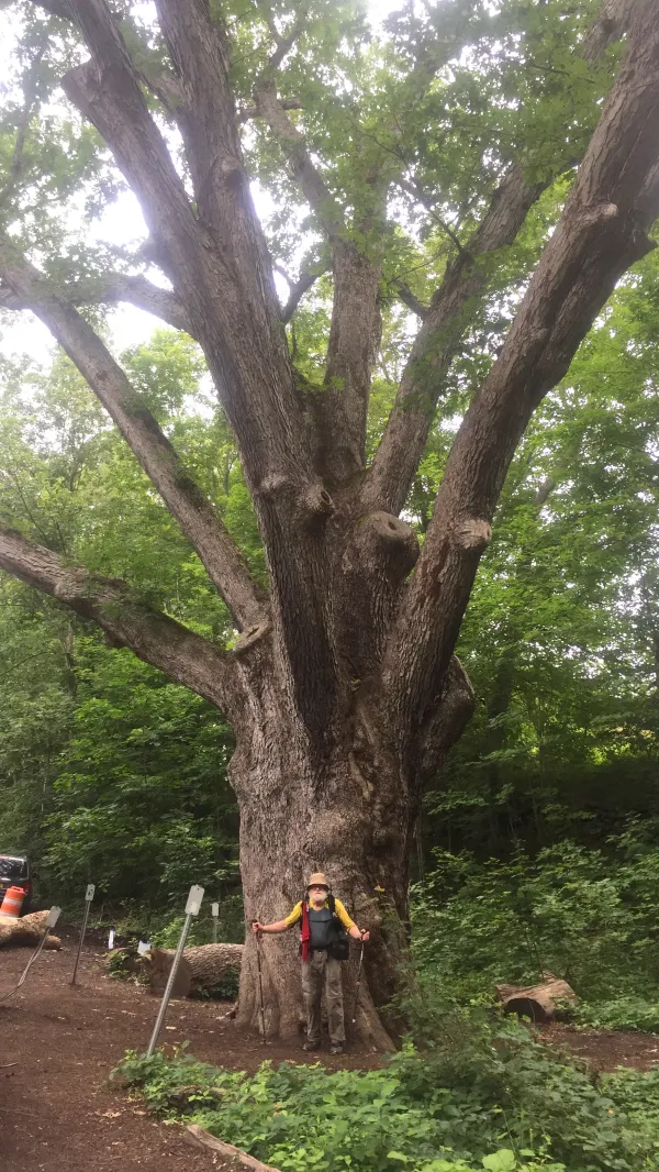 Dover Oak