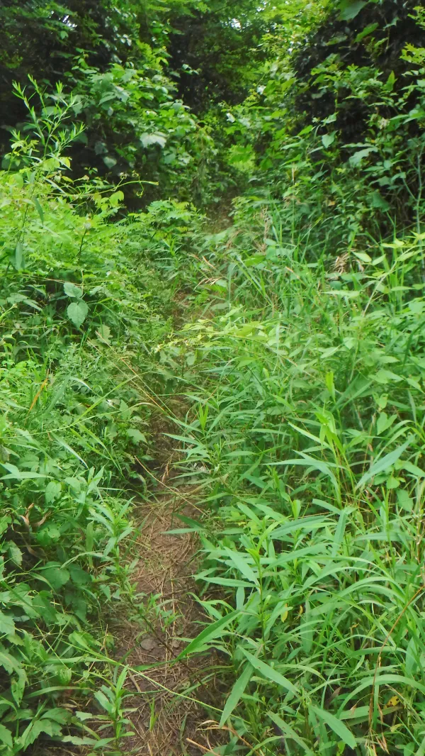 Trail needing maintenance