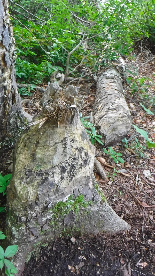 A tree cut by beavers