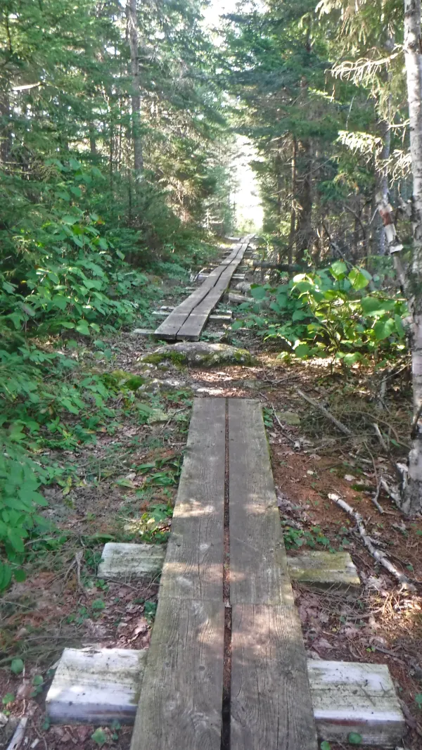Puncheon on trail
