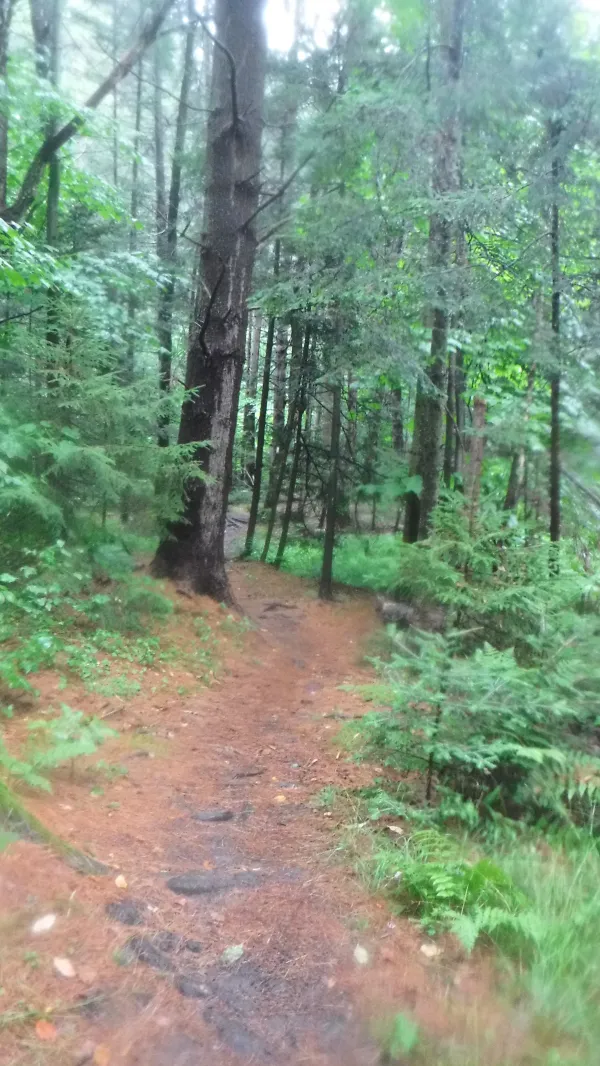 Flat, winding trail