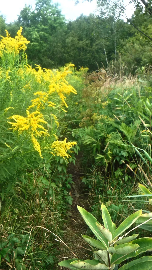 Overgrown trail