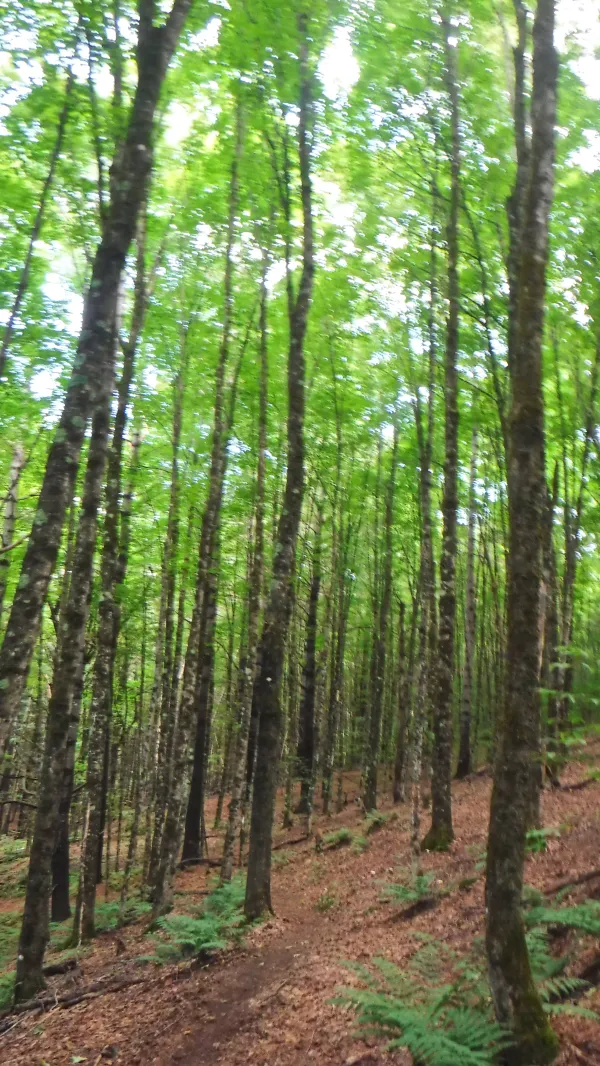 Tall, thin trees
