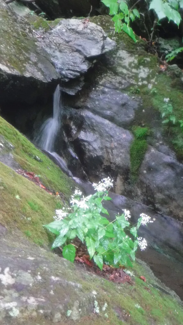 Water pouring from rocks