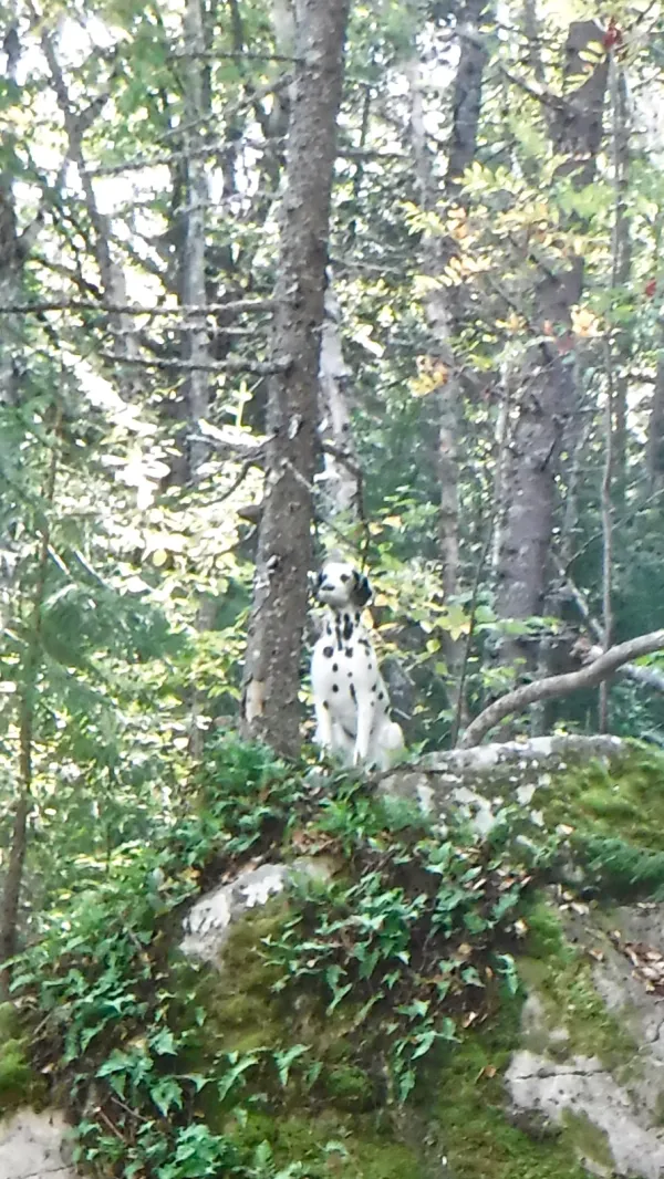 Closer look at creepy dog statue