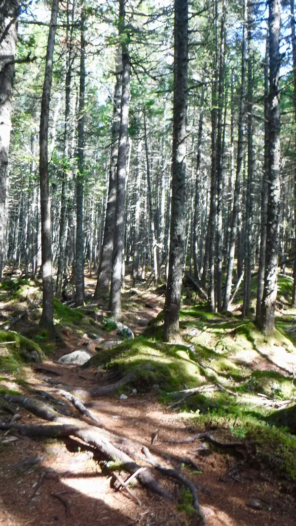 Zig-zag trail at bottom of White Cap Mountain