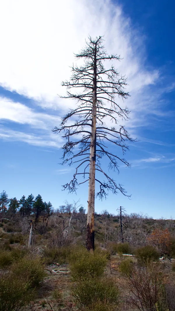 Dead tree