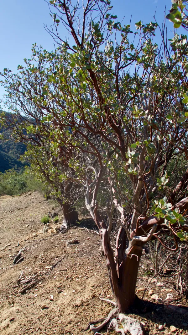 manzanita shrubs