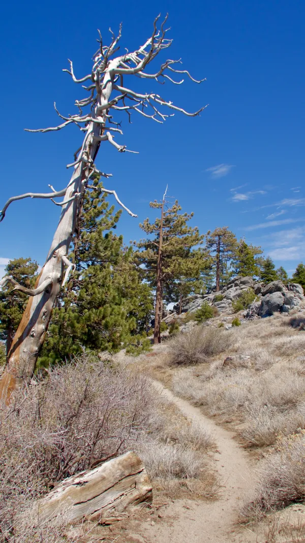 Dead tree on Fuller Ridge