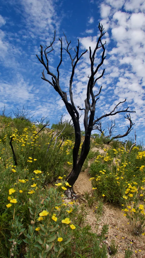 Burnt tree on the PCT