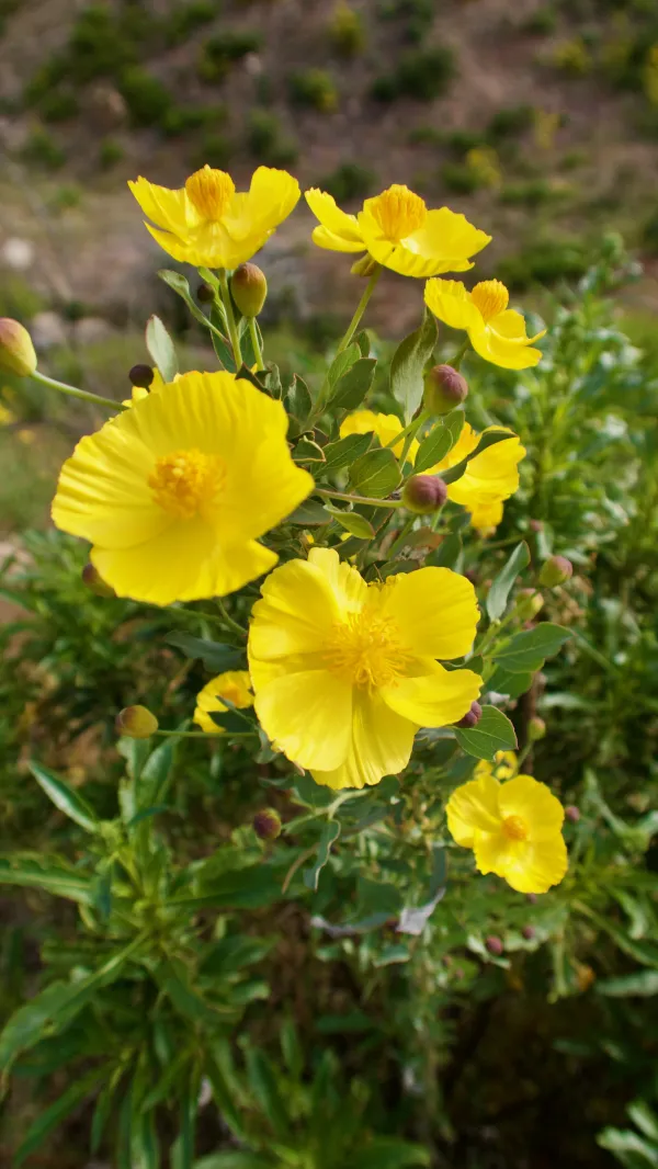 Bush poppies