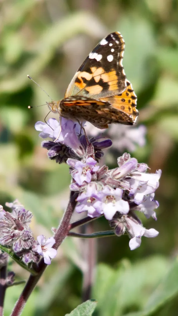 Painted lady butterfly