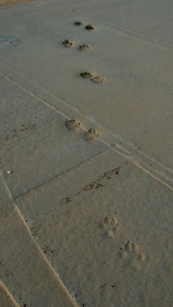 Coyote tracks embedded in concrete