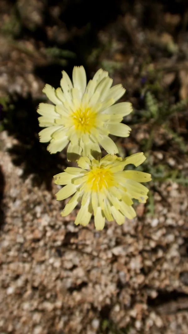 scale bud flowers