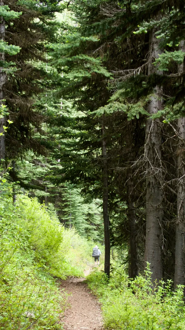 Descending trail into trees