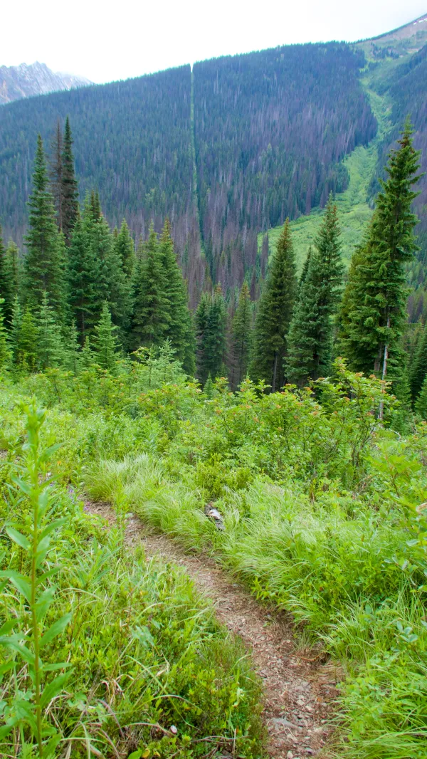 View of tree cut at the border