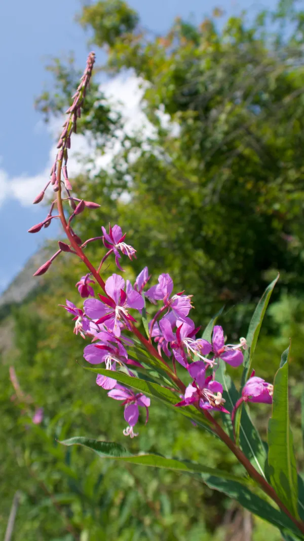 Fireweed