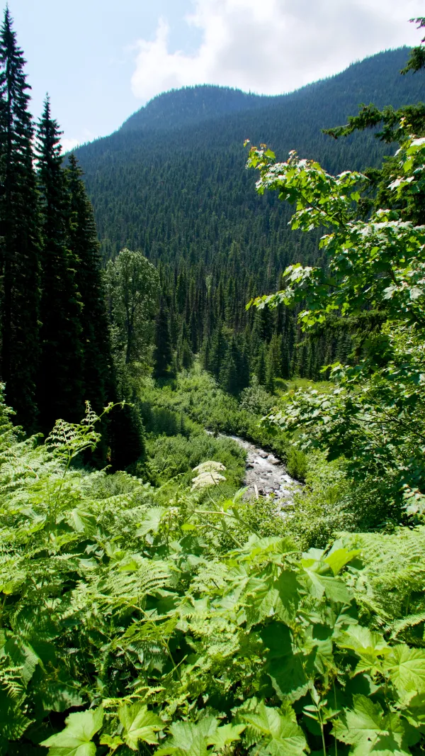 A view of Bridge Creek from high above it