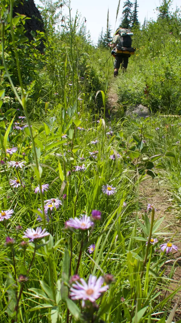 leafybract aster next to the trail