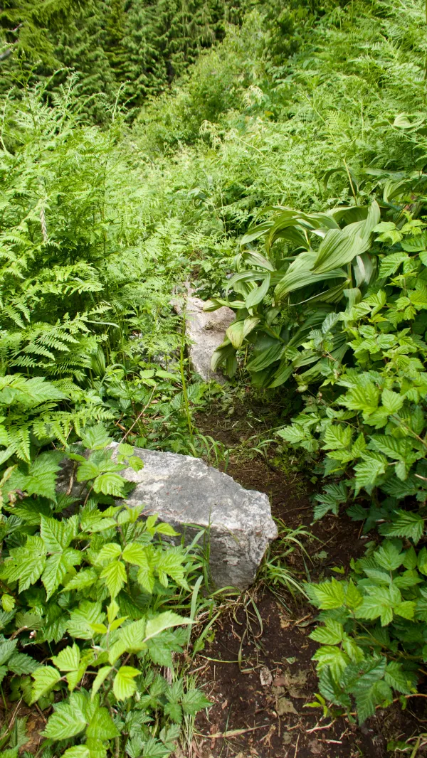 rocks on the trail hidden by thick vegetation