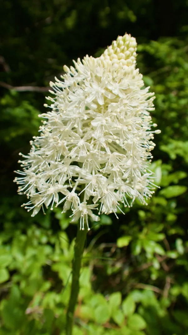 beargrass flower