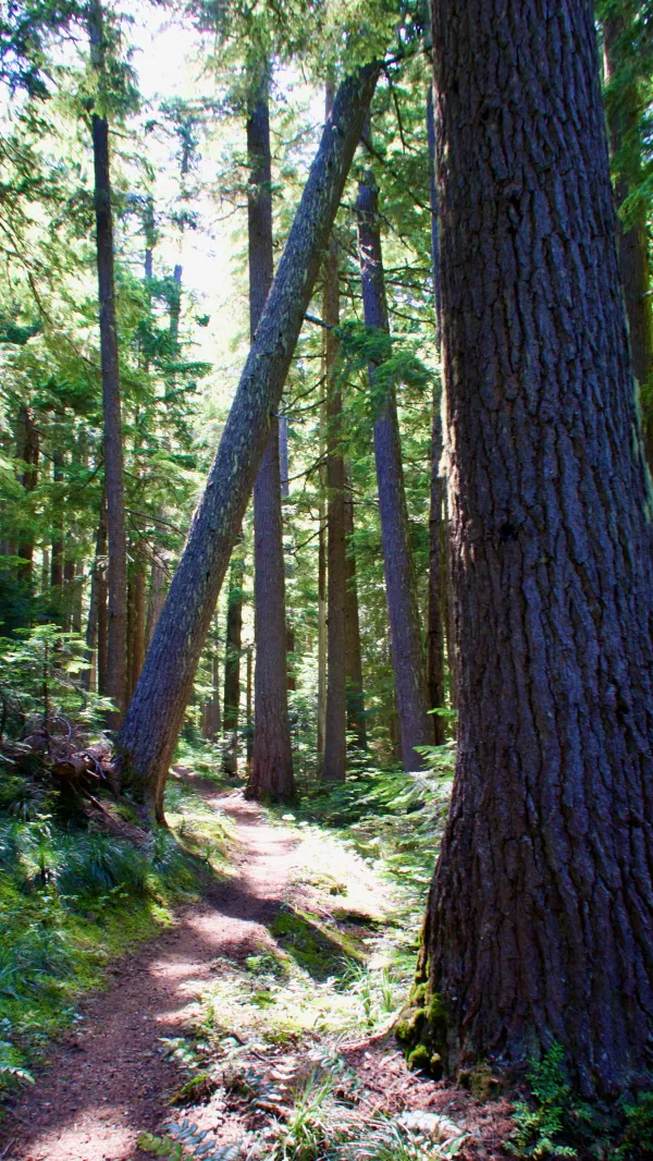A flat section of trail through the trees