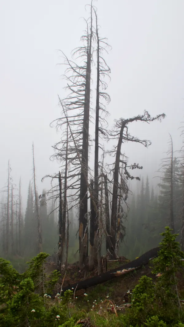 Dead trees standing in the mist