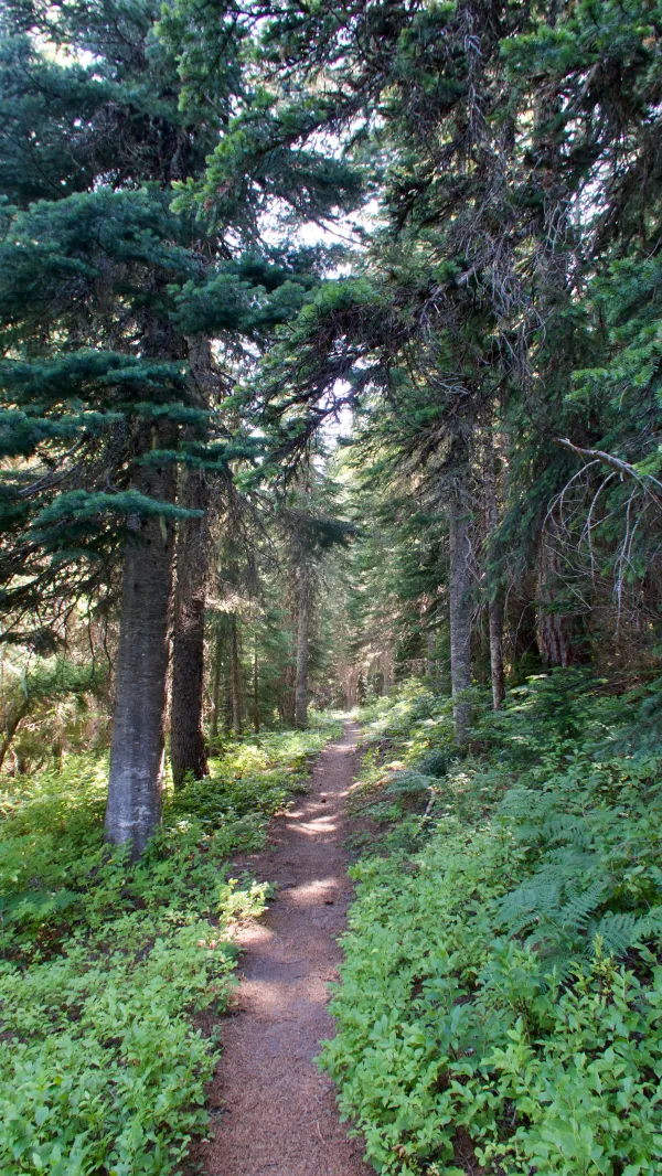 Easy trail in the forest