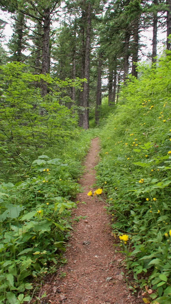 A smooth section of the PCT as it climbed Big Huckleberry Mountain