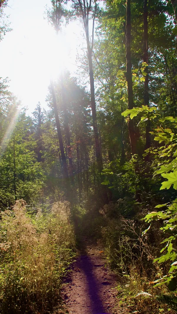 A gradual climb as the trail leaves Cascade Locks