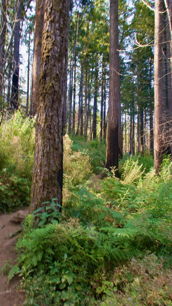 Scorched trees