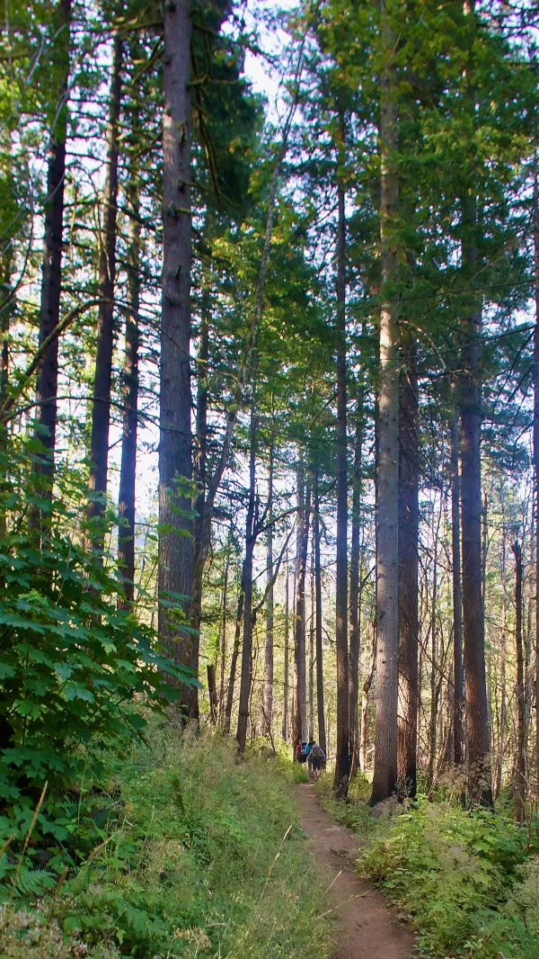 Tall trees