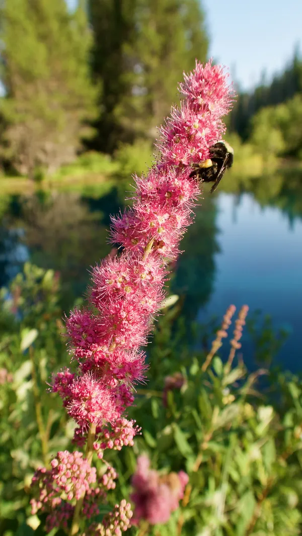 A bee on a Douglas’ spirea flower
