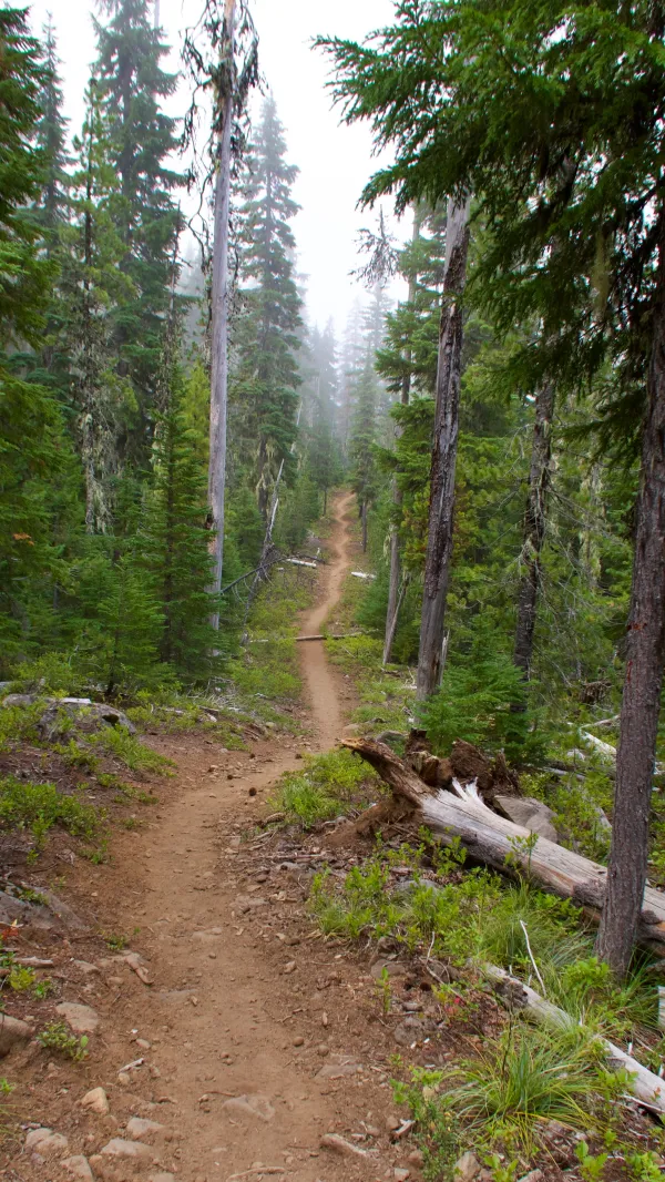 A nearly-straight section of trail