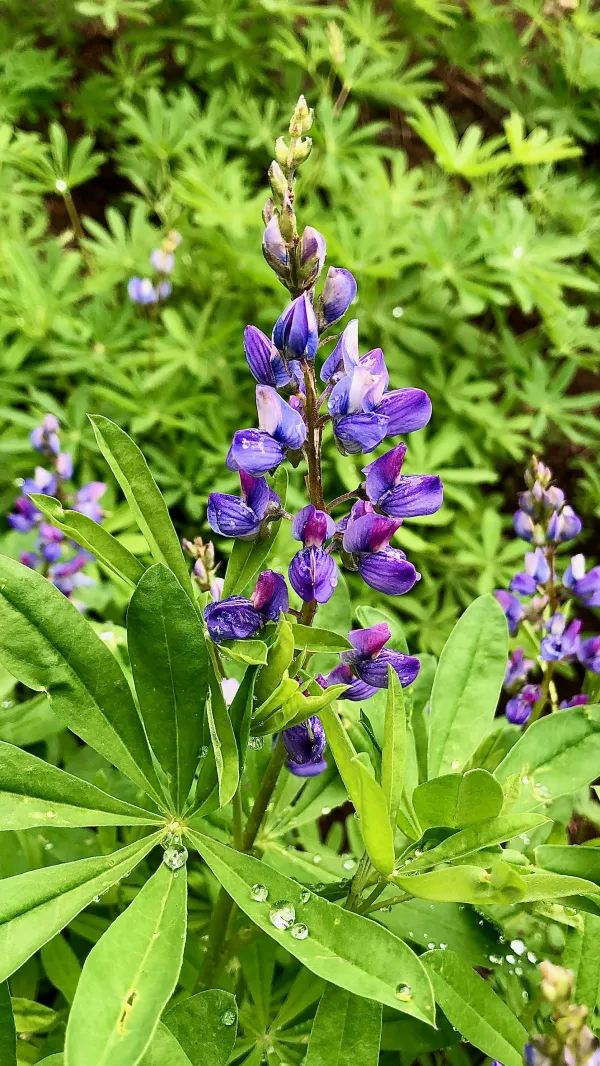 Droplets of water on a lupine