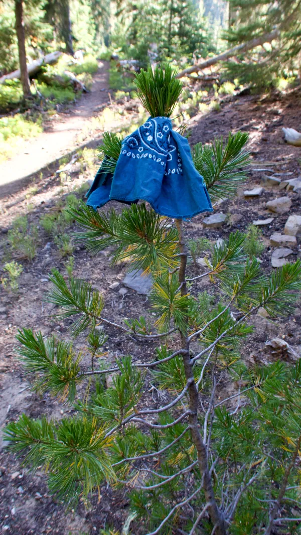 Bluejay's bandana tied to a small tree