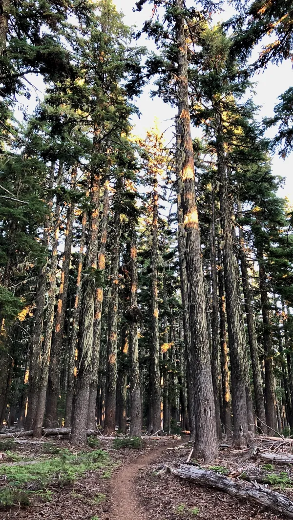 Sunlight-streaked trees