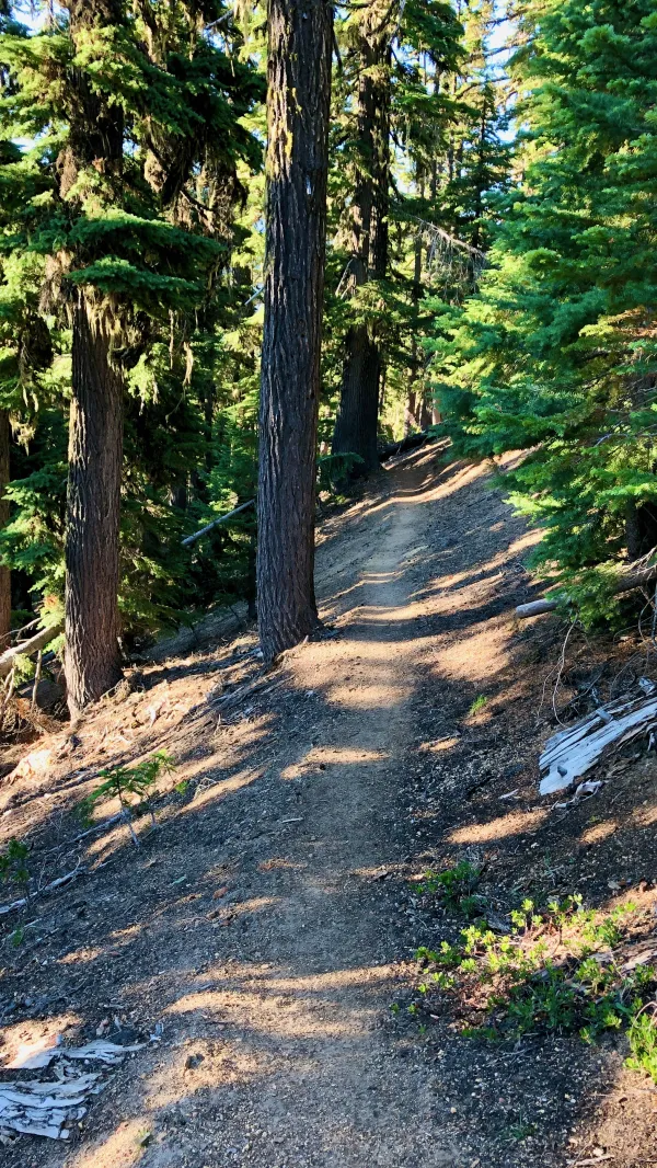A smooth footpath on the Pacific Crest Trail