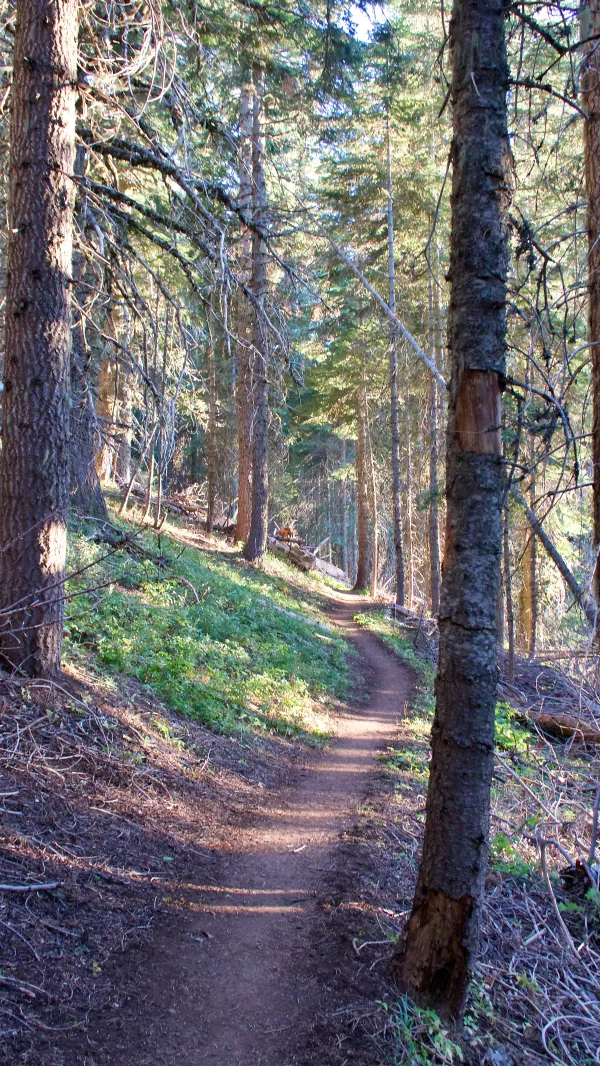 A climb toward Soda Mountain