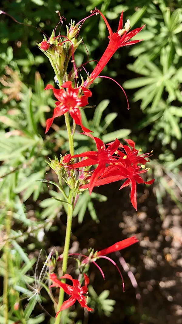scarlet gilia