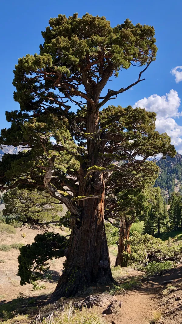 Sierra juniper