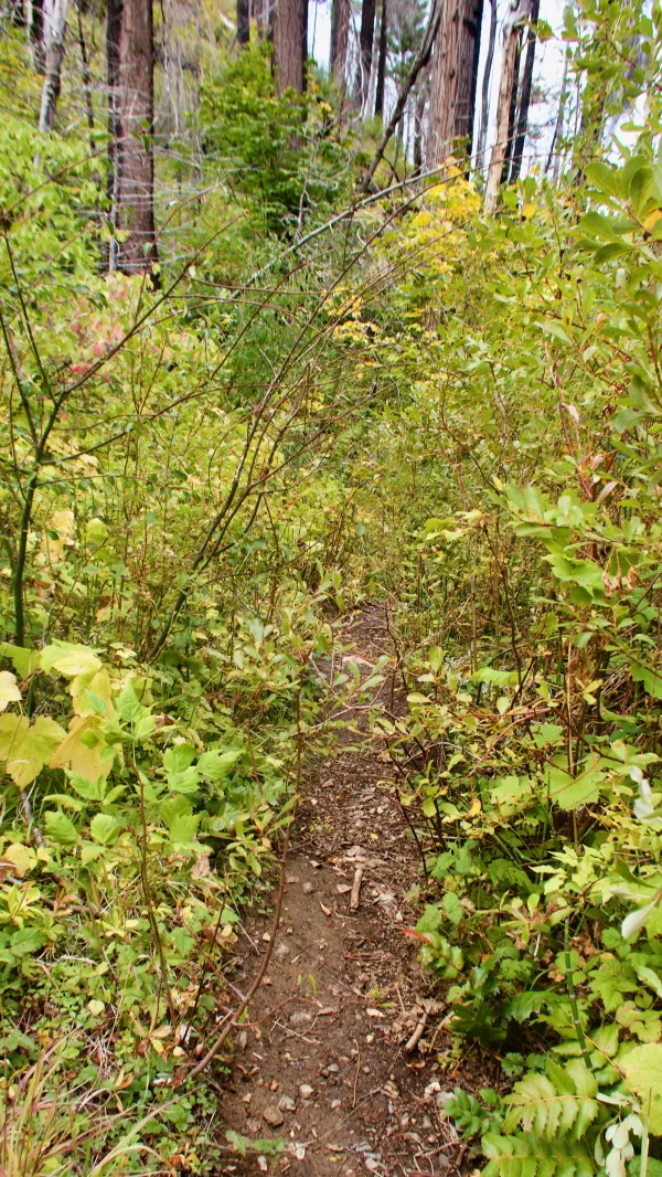 An overgrown section of trail