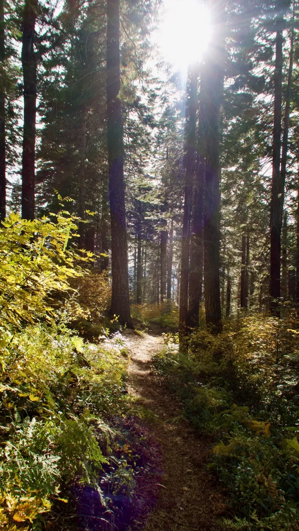 The afternoon's sun filters through trees