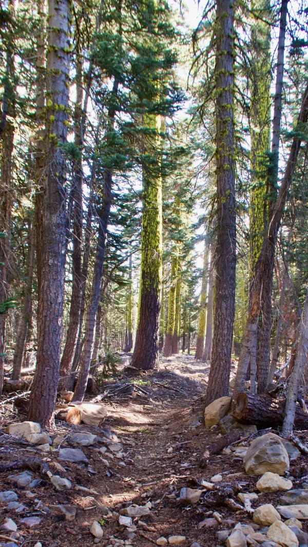 Afternoon sunlight filters through the trees