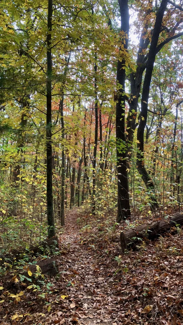 Fall leaves covering the Benton MacKaye Trail