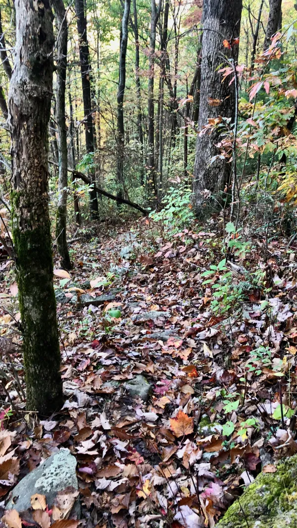 The Benton MacKaye Trail descends from Flat Top Mountain