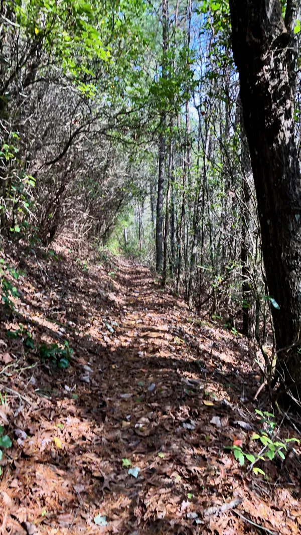 Climbing trail