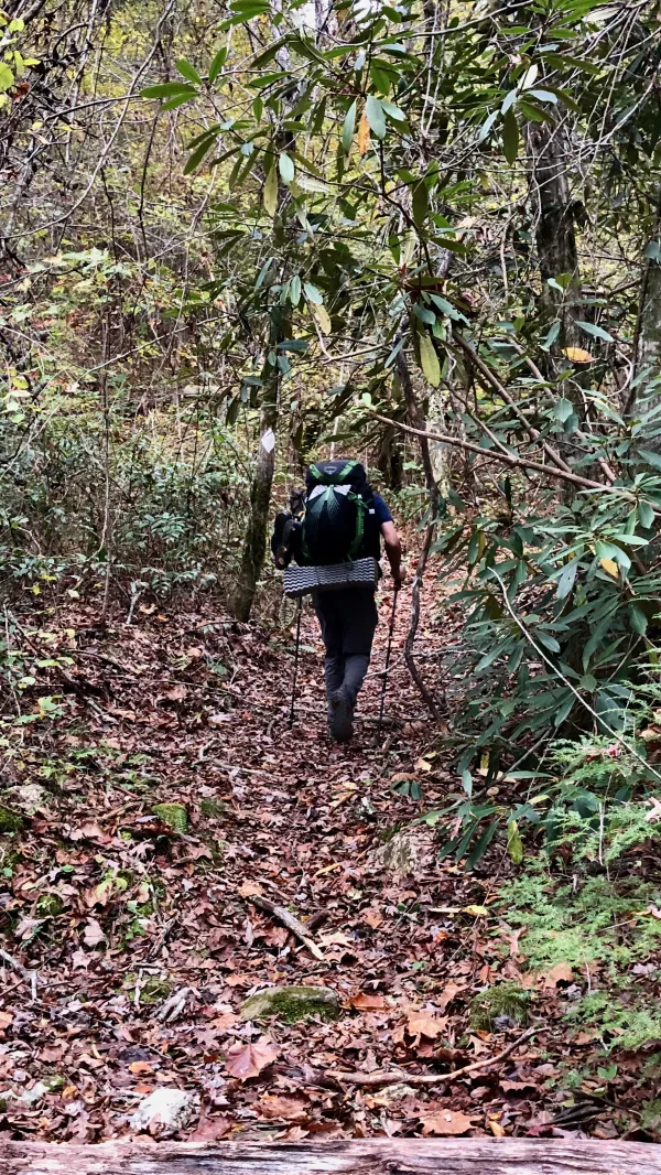Low-hanging rhododendron over the trail