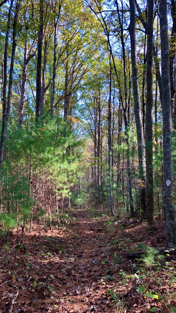 Sun comes out on the trail